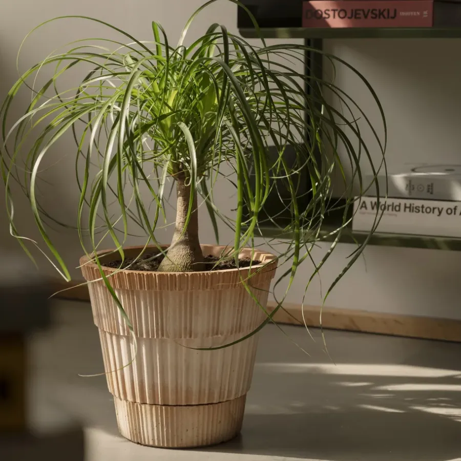 Bergs Potter Atlas raw bloempot met schotel, Rosa, Ø21 cm< Bloempotten