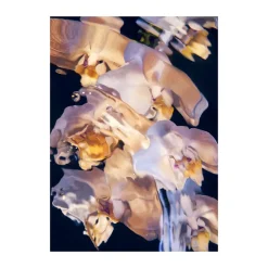 Paper Collective Flora Aquatica 01 poster, 70x100 cm< Posters