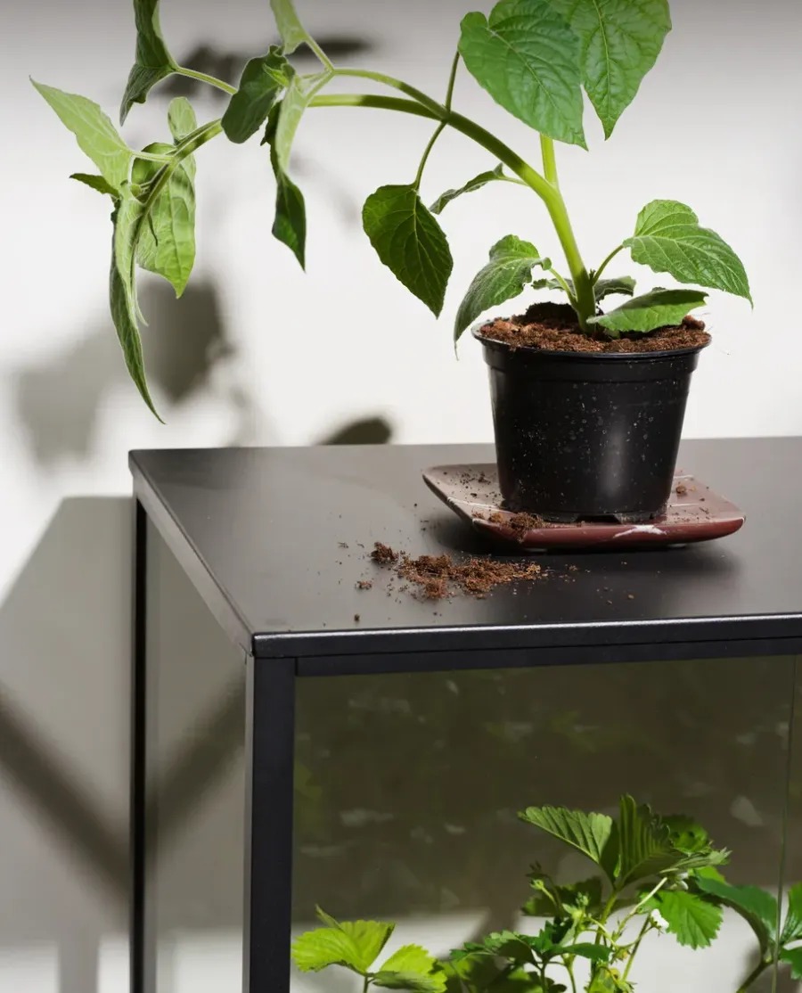 Brafab Grower Greens plantenkast, Zwart, 81x82 cm< Kasten & Vitrines