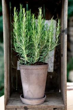 Bergs Potter Helena pot hoog Ø14 cm, Grijs< Bloempotten