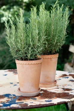 Bergs Potter Helena pot hoog Ø14 cm, Roze< Bloempotten