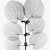 Fine Little Day Katsura poster, 70x100 cm< Posters
