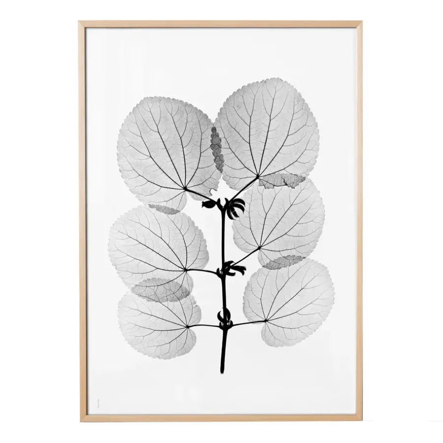 Fine Little Day Katsura poster, 70x100 cm< Posters