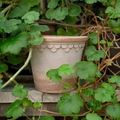 Bergs Potter Københavner pot Ø16 cm, Roze< Bloempotten