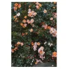 Fine Little Day Rose poster, 70x100 cm< Posters