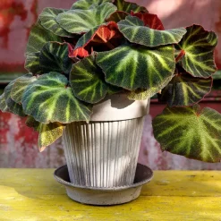 Bergs Potter Simona pot Ø18 cm, Grijs< Bloempotten