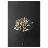 Paper Collective Still Life 04 Hydrangea poster, 30x40 cm< Posters