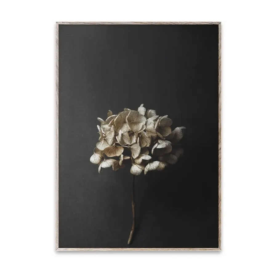 Paper Collective Still Life 04 Hydrangea poster, 30x40 cm< Posters