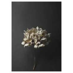 Paper Collective Still Life 04 Hydrangea poster, 50x70 cm< Posters