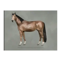 Kunskapstavlan® The anatomy of the horse poster, 30x40 cm< Posters