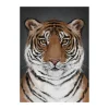 Kunskapstavlan® Tiger poster, 50x70 cm< Posters