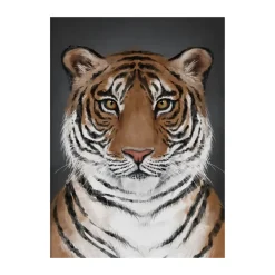 Kunskapstavlan® Tiger poster, 50x70 cm< Posters